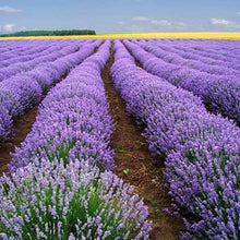 Load image into Gallery viewer, Rose Essential Oil Jojoba Vagina Rejuvenation Detox - stancevita